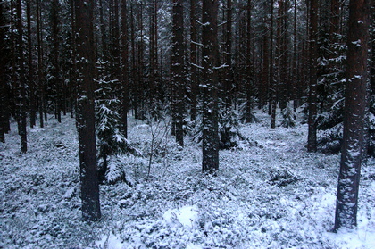 Nordischer Winterwald - Foto, Druck, Poster, Leinwand