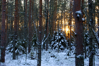 Nordischer Winterwald - Foto, Druck, Poster, Leinwand