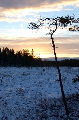 Nordischer Winterabend - Foto, Druck, Poster, Leinwand