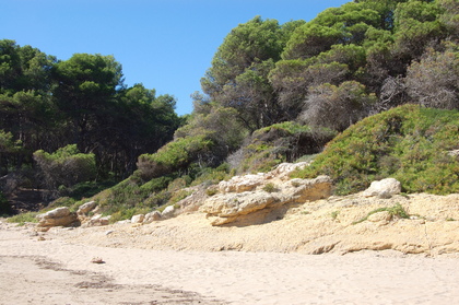 Wald und Strand - Foto, Druck, Poster, Leinwand