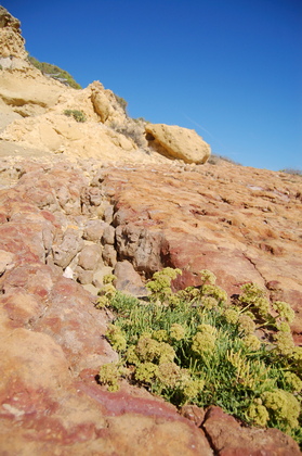 Felsbewuchs - Foto, Druck, Poster, Leinwand