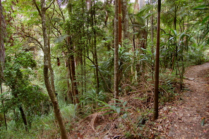Waldweg - Foto, Druck, Poster, Leinwand