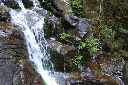 Waldbach - Foto, Druck, Poster, Leinwand