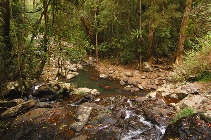 Waldbach - Foto, Druck, Poster, Leinwand