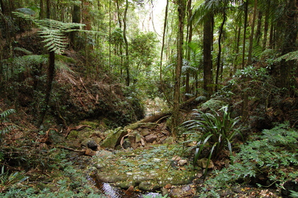 Subtropischer Regenwald - Foto, Druck, Poster, Leinwand