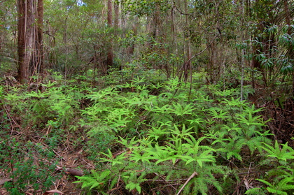 Regenwald-Unterwuchs - Foto, Druck, Poster, Leinwand