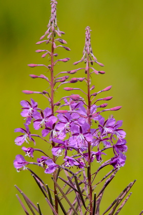 Schmalblättriges Weidenröschen, Epilobium angustifolium - Foto, Druck, Poster, Leinwand