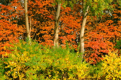 Herbstfarben - Foto, Druck, Poster, Leinwand