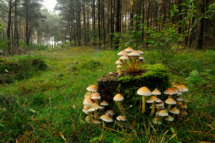 Grünblättriger Schwefelkopf, Hypholoma fasciculare - Foto, Druck, Poster, Leinwand
