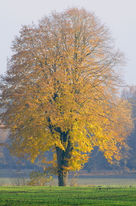 Linde im Herbst - Foto, Druck, Poster, Leinwand