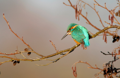 Eisvogel - Foto, Druck, Poster, Leinwand