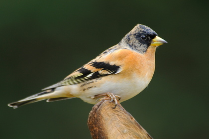 Bergfink - Foto, Druck, Poster, Leinwand