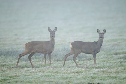 Rehe - Foto, Druck, Poster, Leinwand