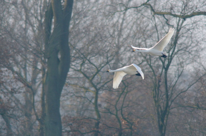 Fliegende Zwergschwäne - Foto, Druck, Poster, Leinwand