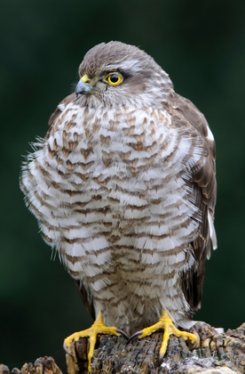Sperber - Foto, Druck, Poster, Leinwand