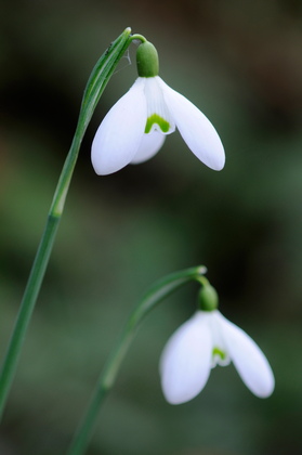 Schneeglöckchen, Galanthus nivalis - Foto, Druck, Poster, Leinwand