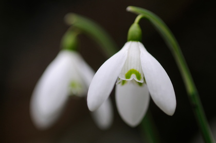 Schneeglöckchen, Galanthus nivalis - Foto, Druck, Poster, Leinwand