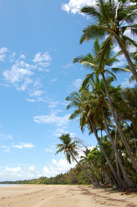 Palmenstrand - Foto, Druck, Poster, Leinwand