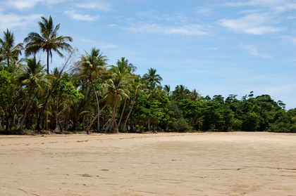 Palmenstrand - Foto, Druck, Poster, Leinwand