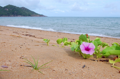 Strandblume - Foto, Druck, Poster, Leinwand