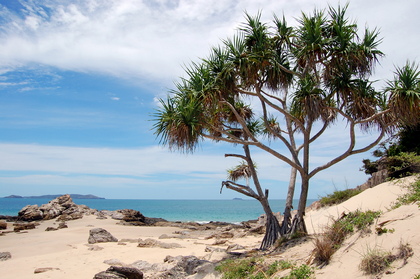 Tropischer Strand - Foto, Druck, Poster, Leinwand