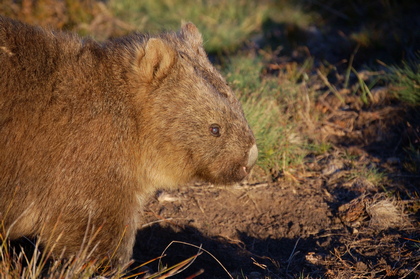 Wombat - Foto, Druck, Poster, Leinwand