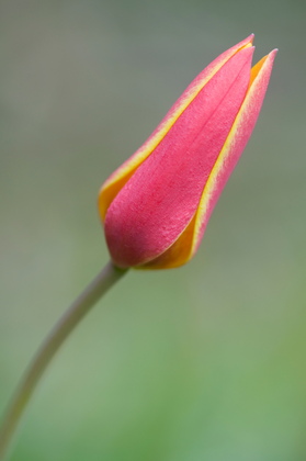 Tulpenblüte Tubergens Gem - Foto, Druck, Poster, Leinwand