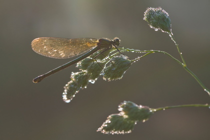 Gebänderte Prachtlibelle - Foto, Druck, Poster, Leinwand