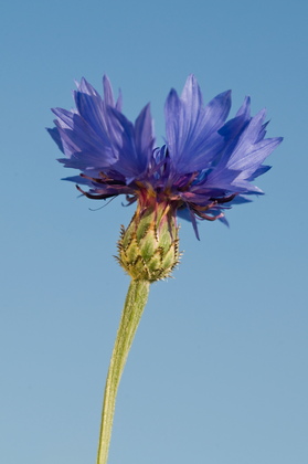 Kornblume - Foto, Druck, Poster, Leinwand