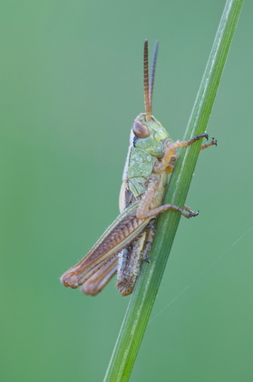 Gemeiner Grashüpfer - Foto, Druck, Poster, Leinwand