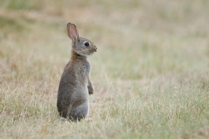 Junges Wildkaninchen - Foto, Druck, Poster, Leinwand