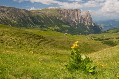 Tüpfelenzian vor dem Schlern - Foto, Druck, Poster, Leinwand