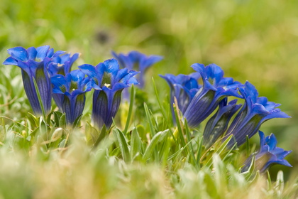 Stengelloser Enzian - Foto, Druck, Poster, Leinwand