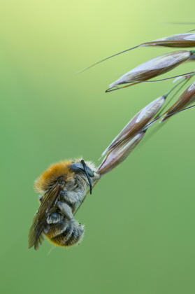 Ackerhummel - Foto, Druck, Poster, Leinwand