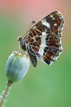 Landkärtchen - Foto, Druck, Poster, Leinwand