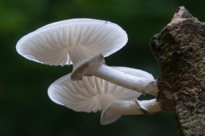 Buchenschleimrübling - Foto, Druck, Poster, Leinwand