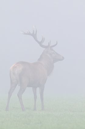 Rothirsch im Nebel - Foto, Druck, Poster, Leinwand