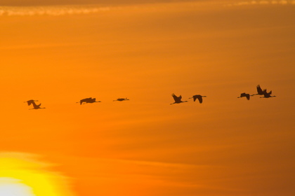 Kranichflug bei Sonnenaufgang - Foto, Druck, Poster, Leinwand