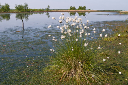 Scheidiges Wollgras im Hochmoor - Foto, Druck, Poster, Leinwand