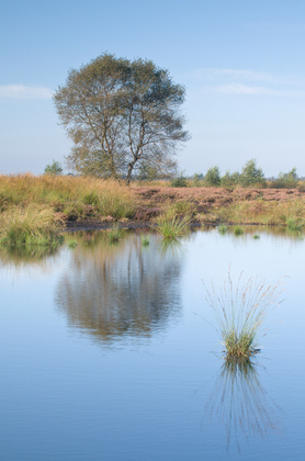 im Moor - Foto, Druck, Poster, Leinwand