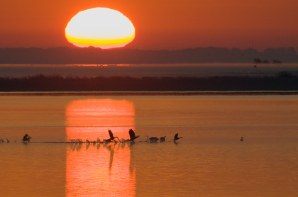 Startende Gänse bei Sonnenaufgang - Foto, Druck, Poster, Leinwand