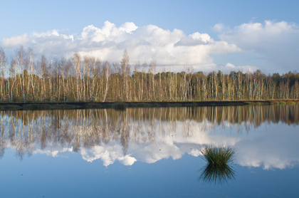 Im Moor - Foto, Druck, Poster, Leinwand