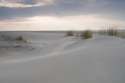 Dünen auf Langeoog - Foto, Druck, Poster, Leinwand