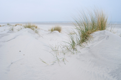 Dünen auf Langeoog - Foto, Druck, Poster, Leinwand