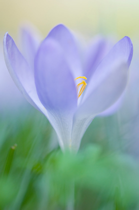 Crocus speciosus - Foto, Druck, Poster, Leinwand