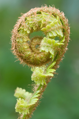 Farnaustrieb - Foto, Druck, Poster, Leinwand