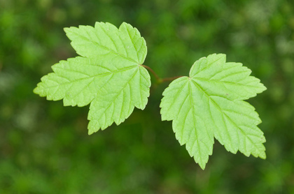 Ahornblätter - Foto, Druck, Poster, Leinwand