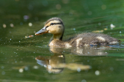 Junge Stockente - Foto, Druck, Poster, Leinwand