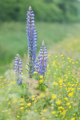 Lupine - Foto, Druck, Poster, Leinwand