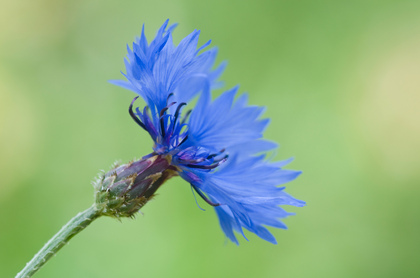 Kornblume - Foto, Druck, Poster, Leinwand